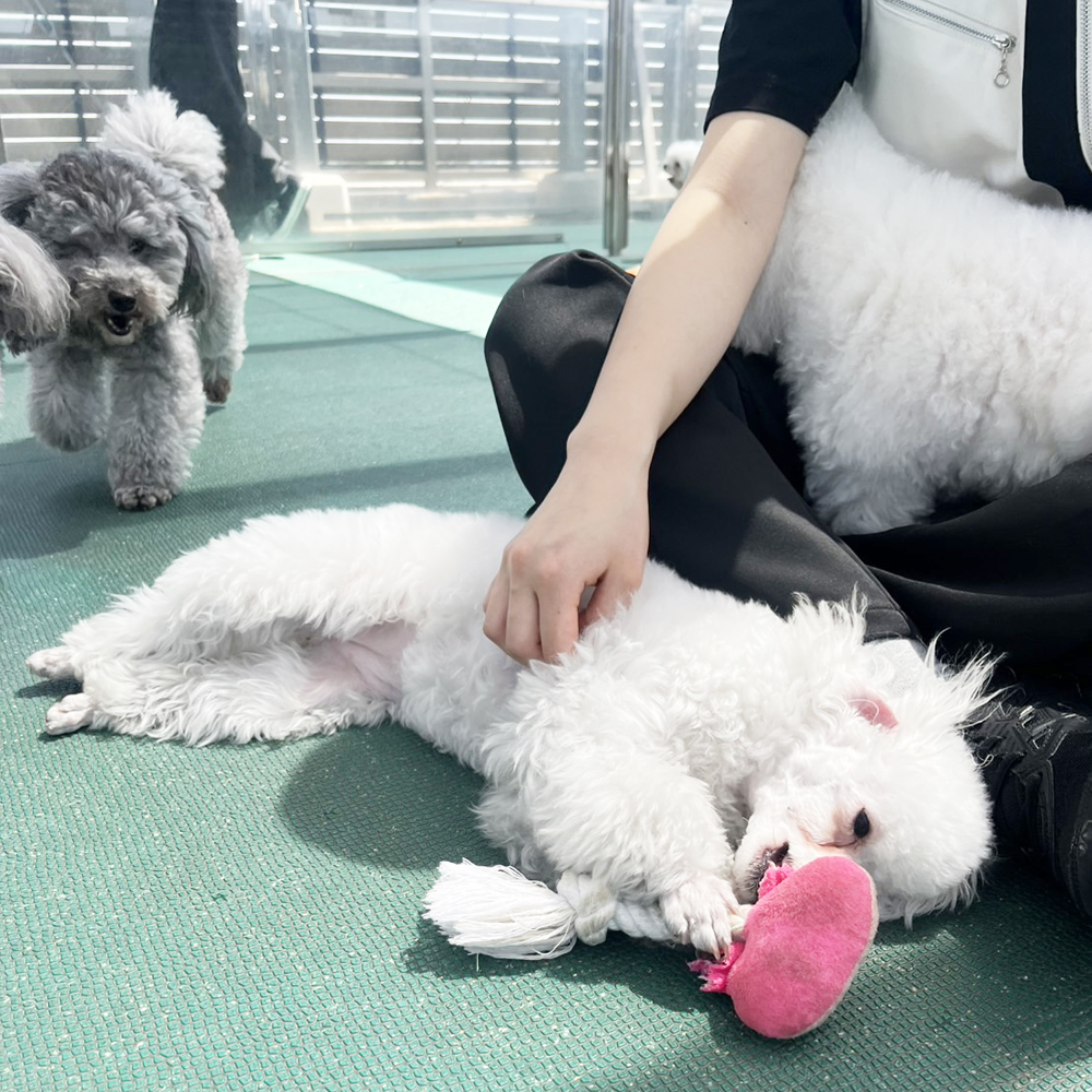 生徒が撮影したモデル犬写真♪①